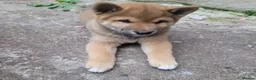 Japanese Shiba Inu dogs for sale: A UNIQUE MALE SHIBA INU LOOKING FOR A LOVING HOME  - Advert 2
