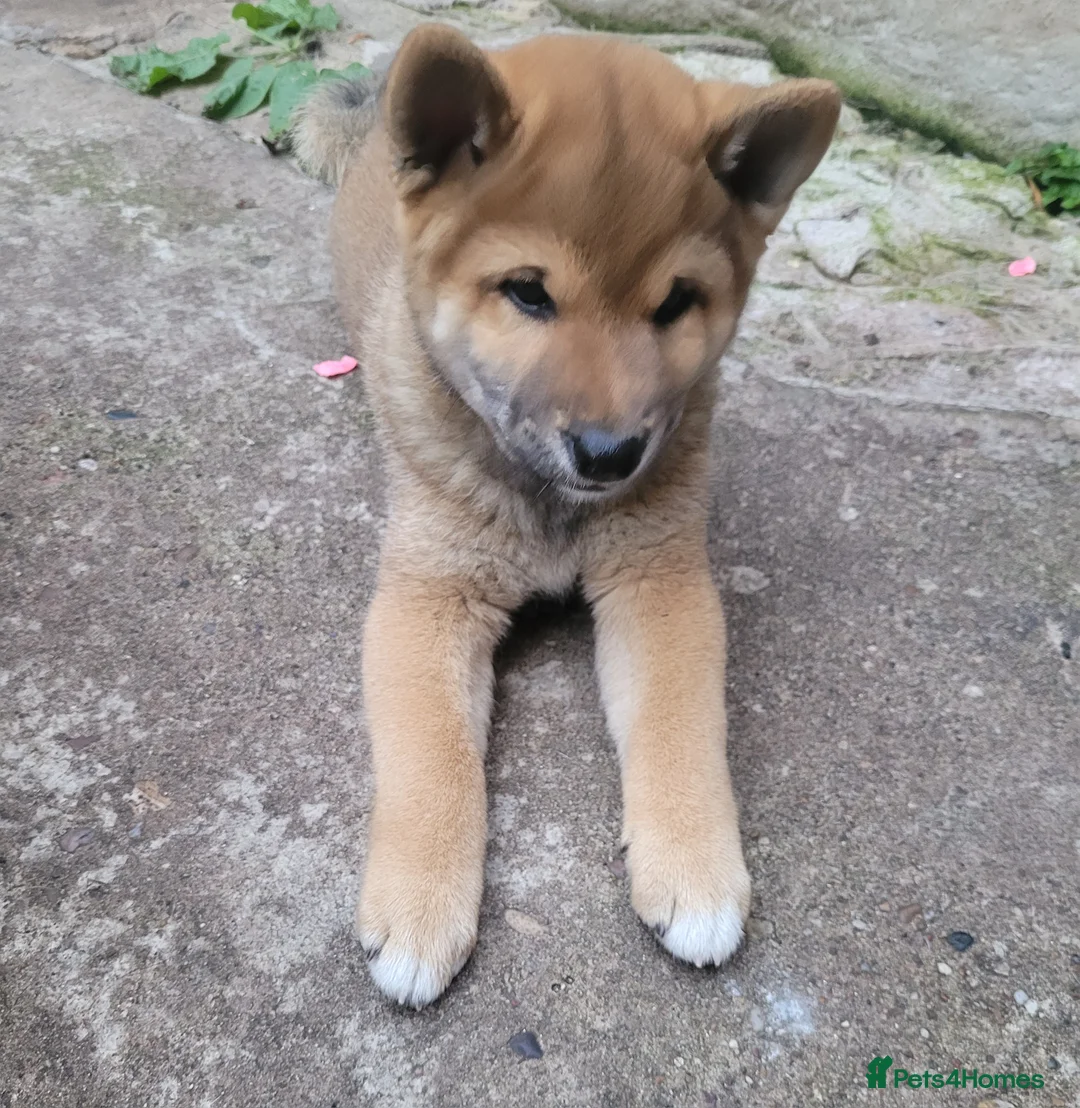 Japanese Shiba Inu dogs for sale: A UNIQUE MALE SHIBA INU LOOKING FOR A LOVING HOME  - Advert 2