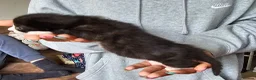 Bengal cats for sale: Stunning Bengal/savannah x domestic shorthair  - Advert 3