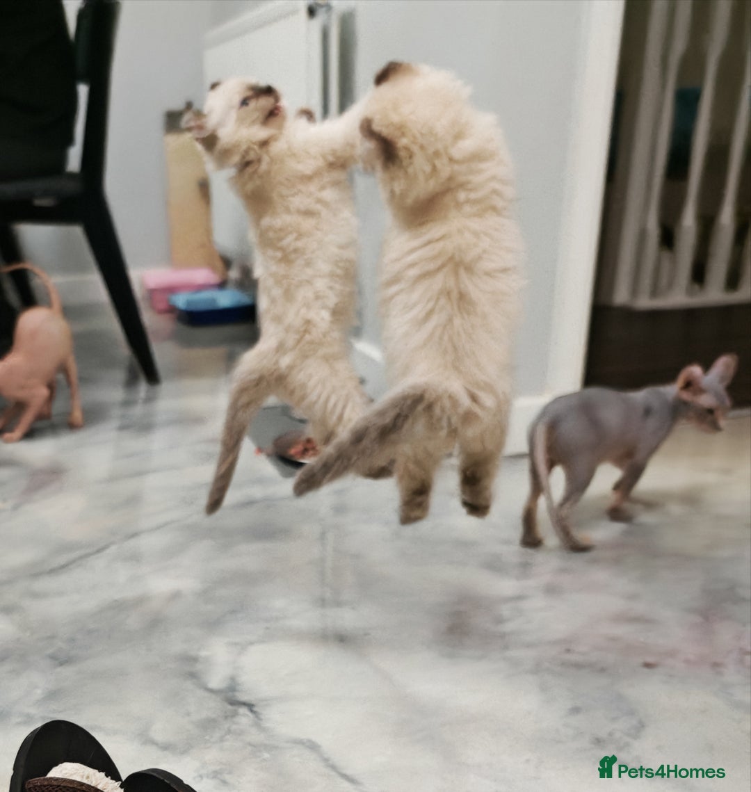 American Curl cats for sale: RARE, Unique, Affectionate American Curl Kittens!  - Advert 11