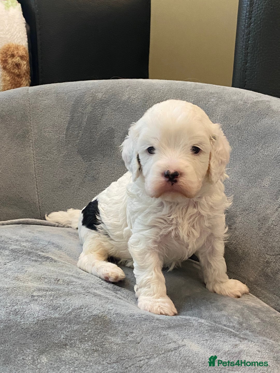 Cavapoo dogs for sale: Super cute, health tested, friendly Cavapoo pups  - Image 24