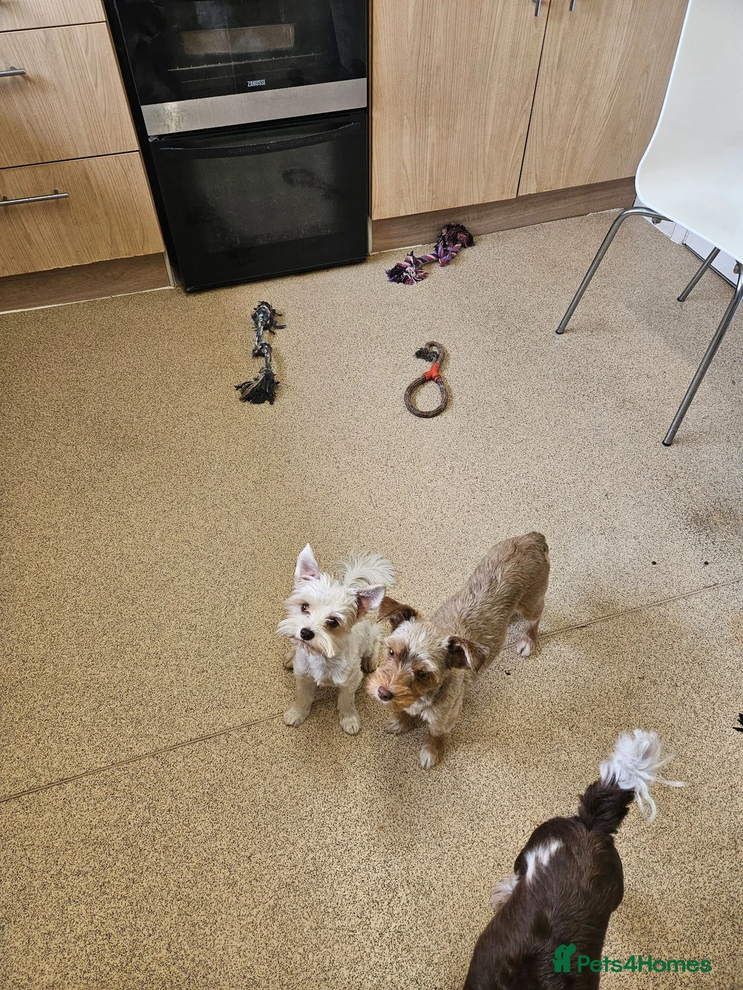 Yorkshire Terrier dogs for sale: 🤎🧡 Chocolate and Red colour female available  - Advert 15