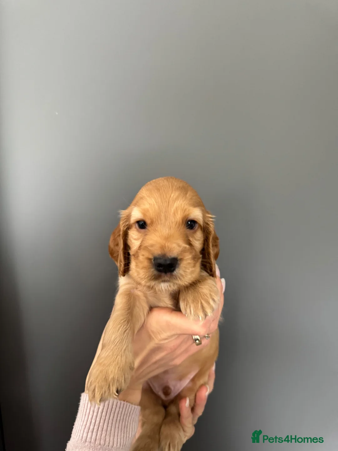 Cocker Spaniel dogs for sale: Gorgeous Show Type Cocker Spaniel Puppies - Advert 2