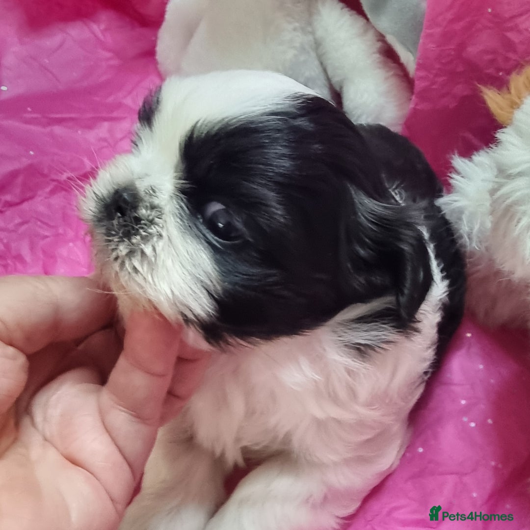 Shih Tzu dogs for sale: Kc reg stunning very tiny babies boys/girls - Image 10