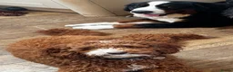 Irish Doodle dogs for sale: Mini Irish doodles - F1b - ready 15/10/26  - Advert 10