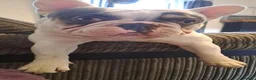 French Bulldog dogs for sale: Sad sale  - Advert 6