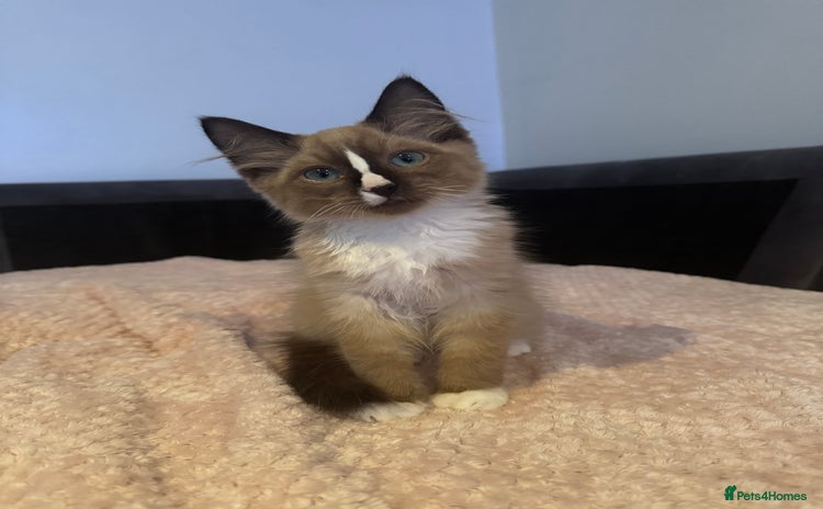Ragdoll cats - Advert 2