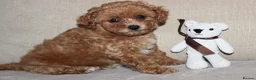 Bichon Frise dogs for sale: Poochon F1 puppies from Health Tested parents  in Leeds - Advert 4