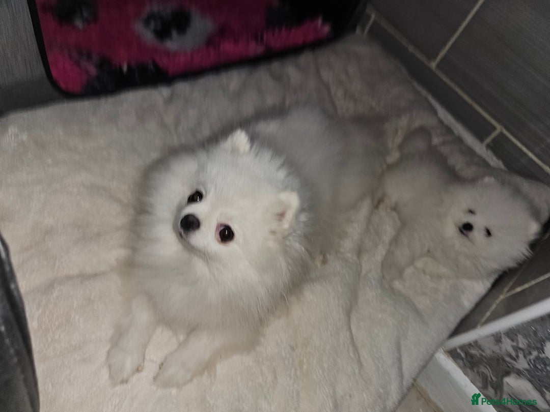 Pomeranian dogs for sale: Pure white boy - Advert 5