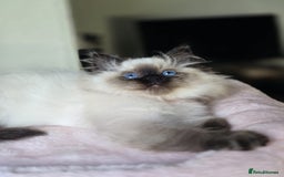 Ragdoll cats for sale: 6 Perfect Affectionate, Ready2Go Pedigree Kittens! - Advert 17