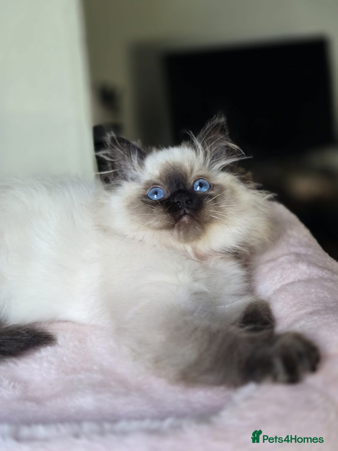 Ragdoll cats for sale: 6 Perfect Affectionate, Ready2Go Pedigree Kittens! - Advert 17