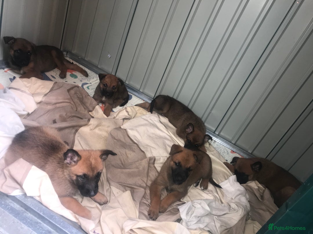Belgian Shepherd Dog dogs for sale: Belgian Malinois puppy’s  - Image 1