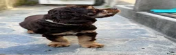 American Cocker Spaniel dogs for sale: Chocolate/tan American cocker spaniel  - Advert 2