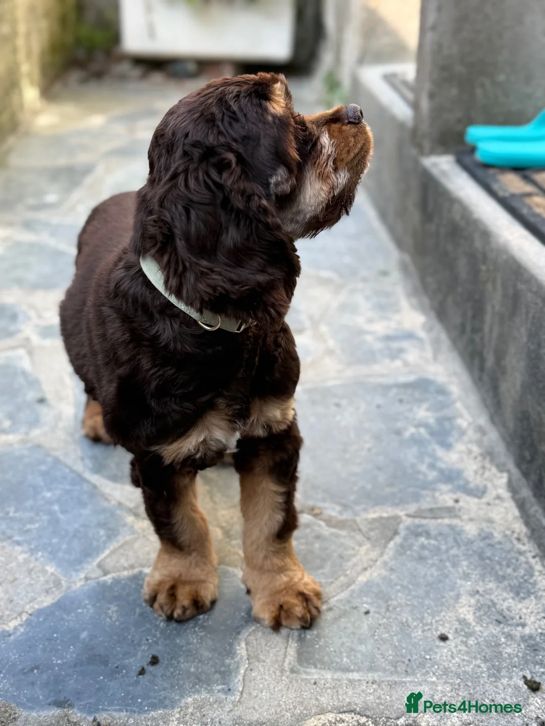 American Cocker Spaniel dogs for sale: Chocolate/tan American cocker spaniel  - Advert 2