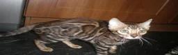 Bengal cats for sale: 5 Beautiful Bengal Kittens - Advert 24