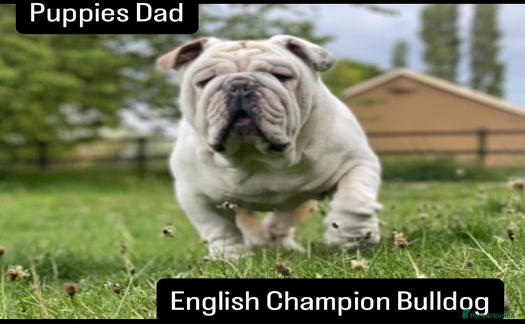 English Bulldog dogs - Advert 1