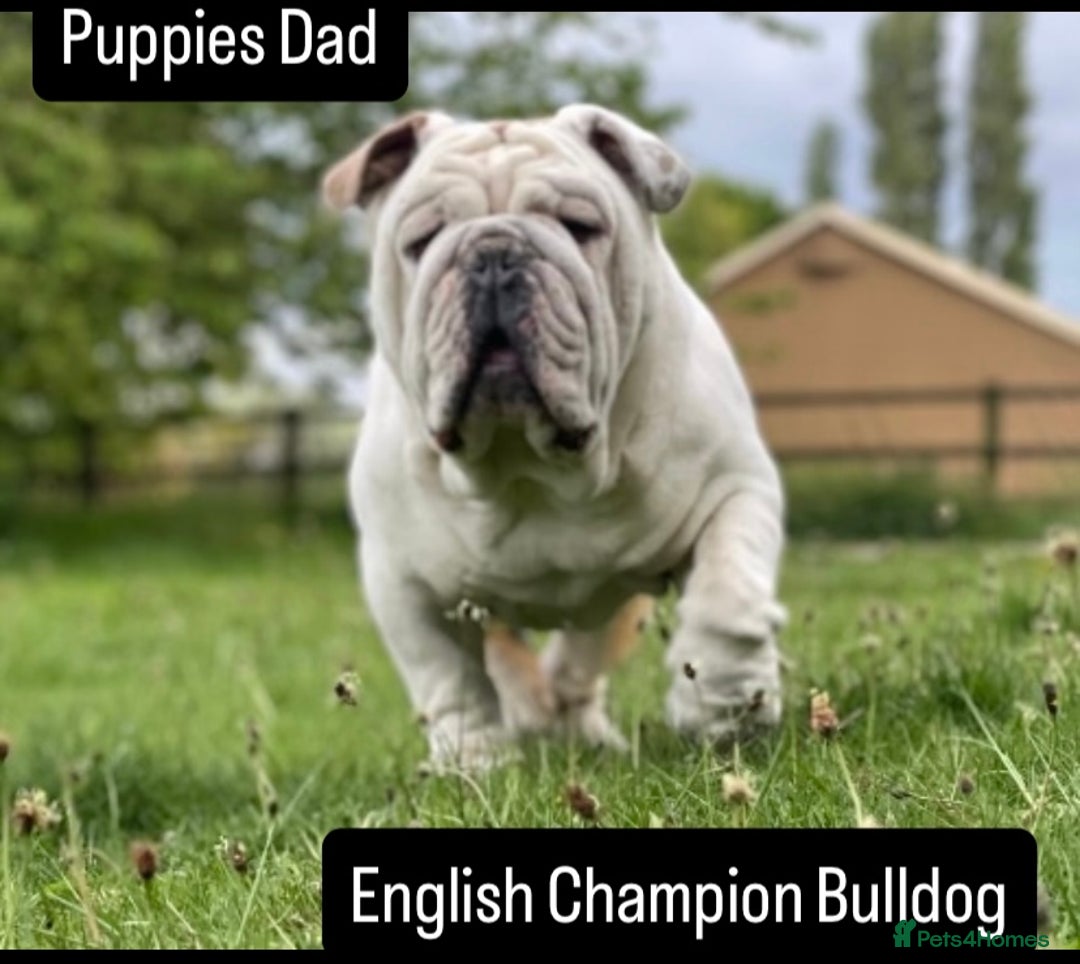 English Bulldog dogs for sale: KC registered English Bulldog Puppies  - Image 24