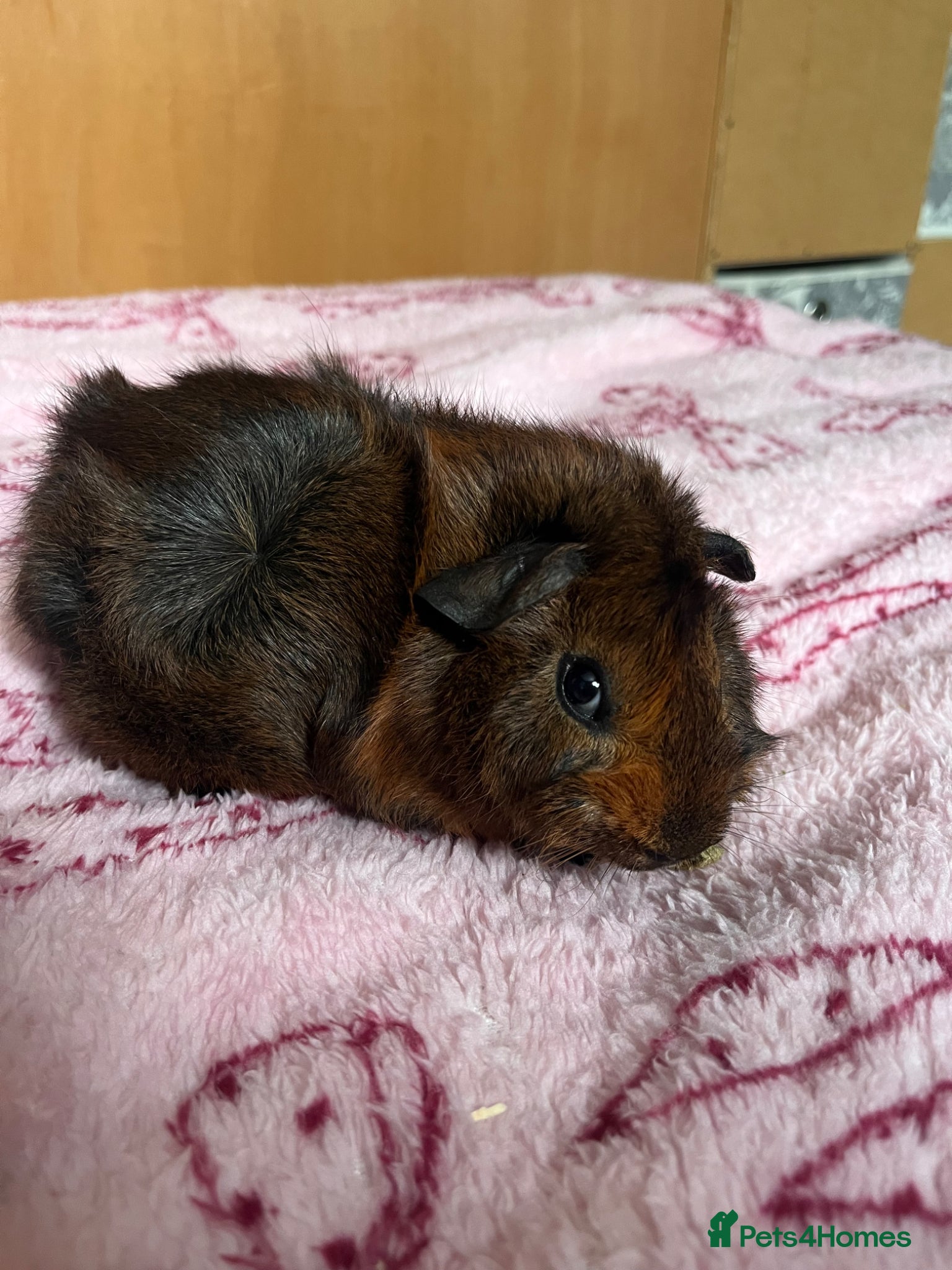 Guinea Pig rodents Two male guinea pigs.  - Advert 1