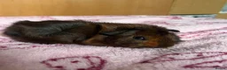 Guinea Pig rodents for sale: Two male guinea pigs.  in Rugby - Advert 1