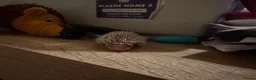 Pygmy Hedgehog rodents for sale: Baby Pygmy Hedgehogs for Sale - Advert 6