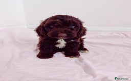 Cockapoo dogs for sale: Outstanding Cockapoo Puppies - Image 15