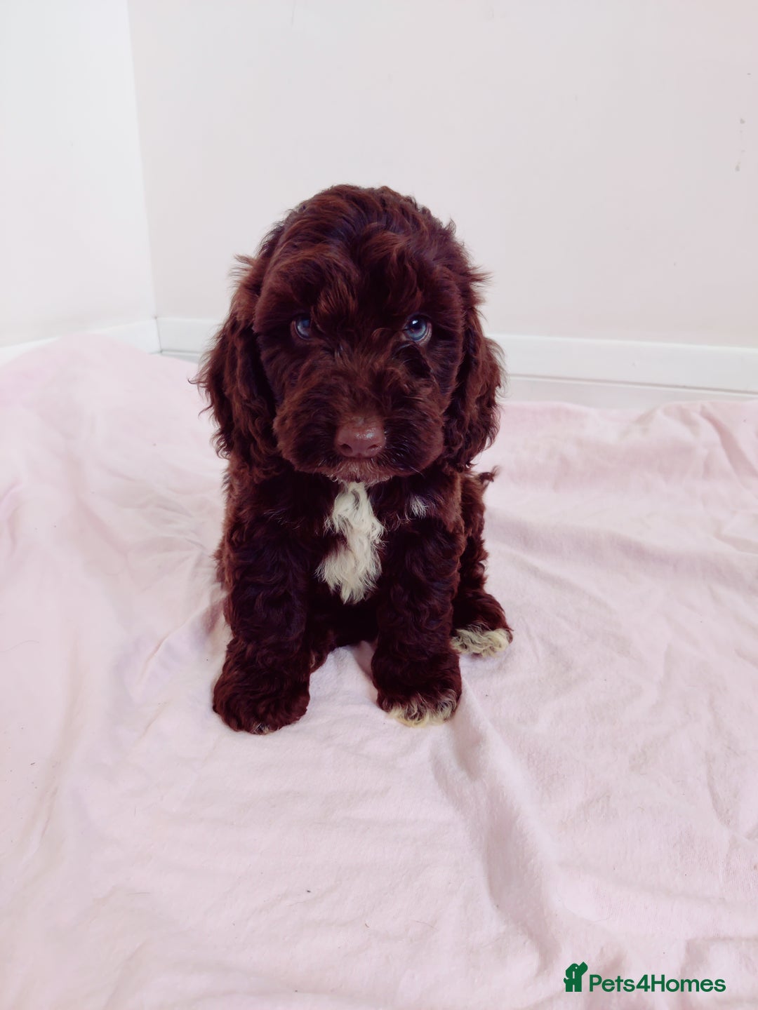 Cockapoo dogs for sale: Outstanding Cockapoo Puppies - Image 15