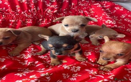 Chihuahua dogs for sale: Adorable Chihuahuas £650-£700 “Boys & Girls’ - Image 20