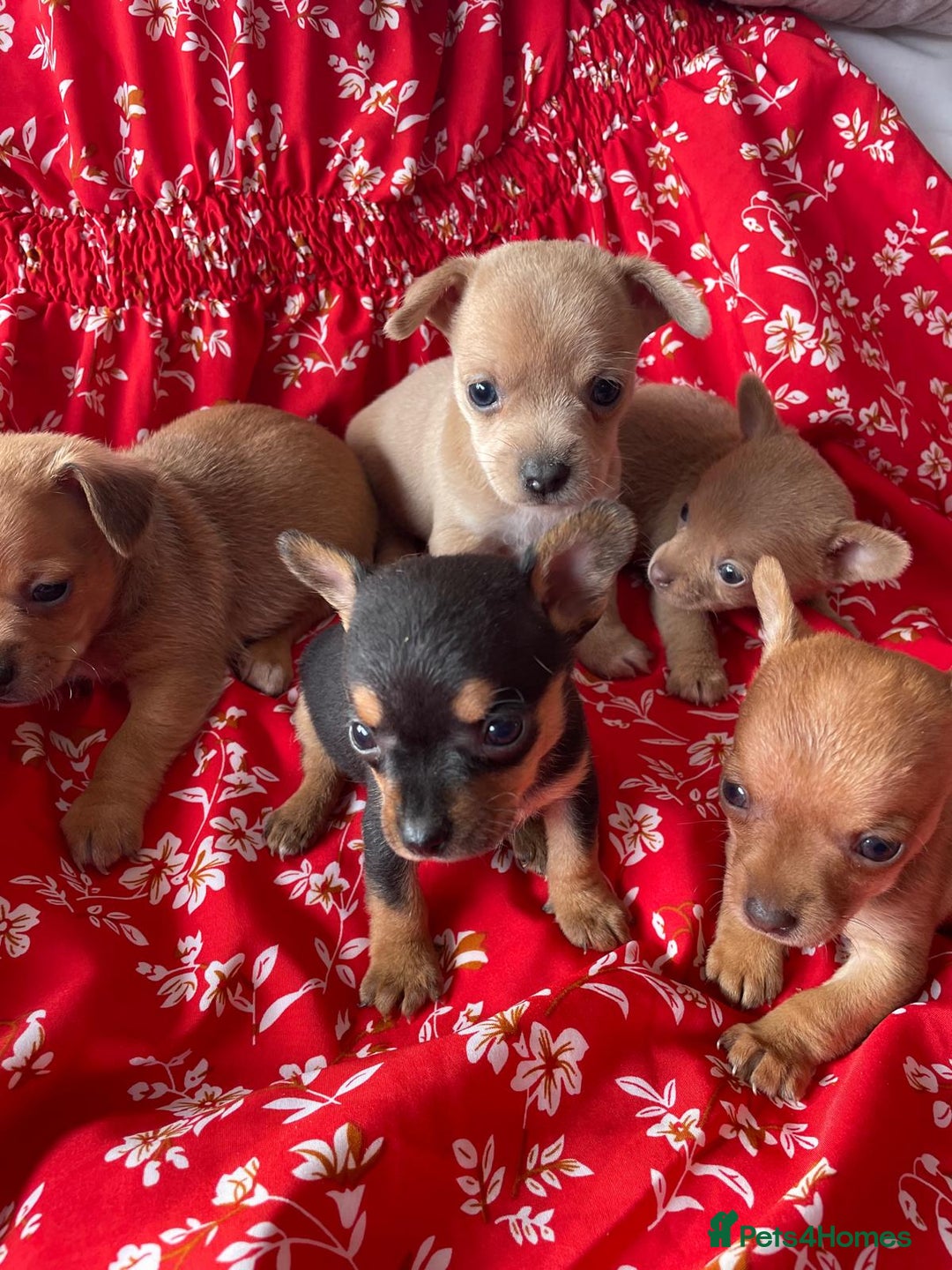 Chihuahua dogs for sale: Adorable Chihuahuas £650-£700 “Boys & Girls’ - Image 20