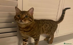 Bengal cats for sale: Beautiful Pure Bengal  - Image 11