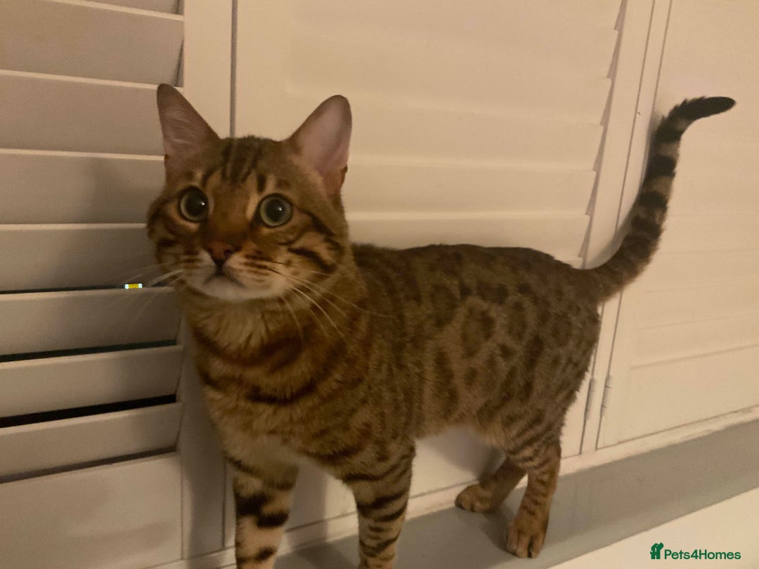 Bengal cats for sale: Beautiful Pure Bengal  - Image 11