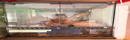 Millipedes invertebrates for sale: Giant African Train Millipede and full set up - Advert 2