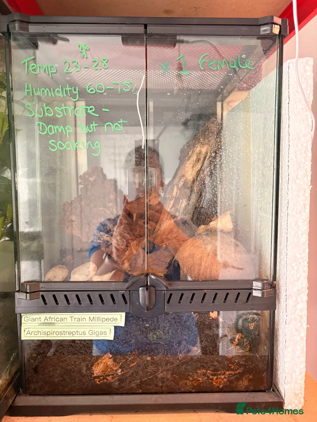 Millipedes invertebrates for sale: Giant African Train Millipede and full set up - Advert 2