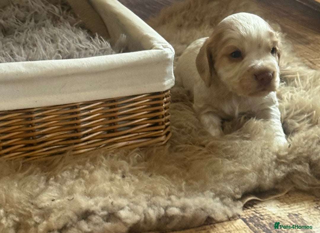 Cocker Spaniel dogs for sale: Last pup Working Cocker Spaniel Puppies! 🐶 in Chatteris - Image 13