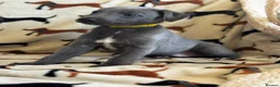 Whippet dogs for sale: Kennel club registered whippets  - Advert 16