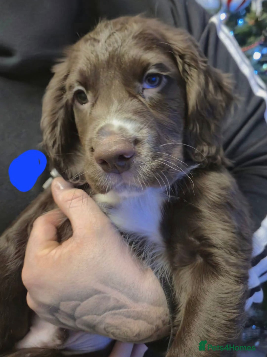 Cocker Spaniel dogs for sale: Stunning Cocker Spaniel puppies for sale - Advert 2