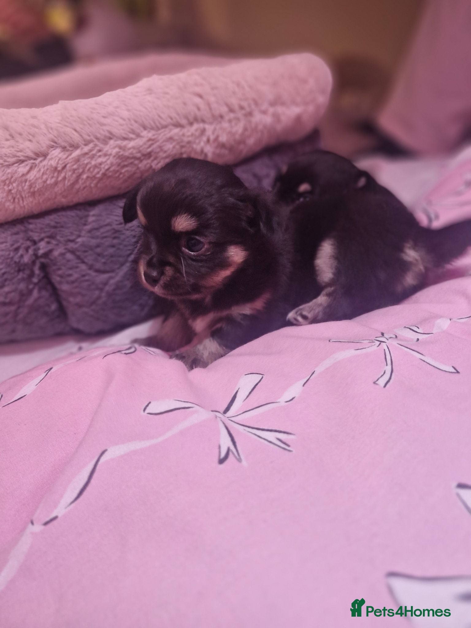 Pomchi dogs Pomchis 💙💙💖 - Advert 9