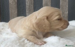 Miniature Dachshund dogs for sale: Beautiful Miniature Dachshunds Dapple Choc & cream - Image 7