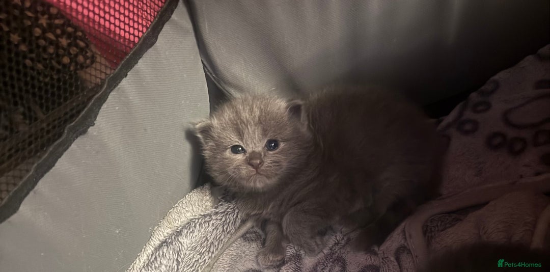 Ragdoll cats for sale: Ragdoll cross Norwegian forest cat - Image 1