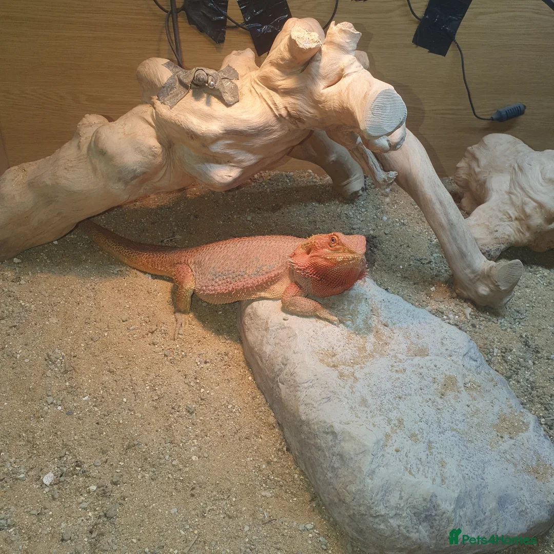 Bearded Dragon reptiles for sale: Bearded dragon  - Advert 6
