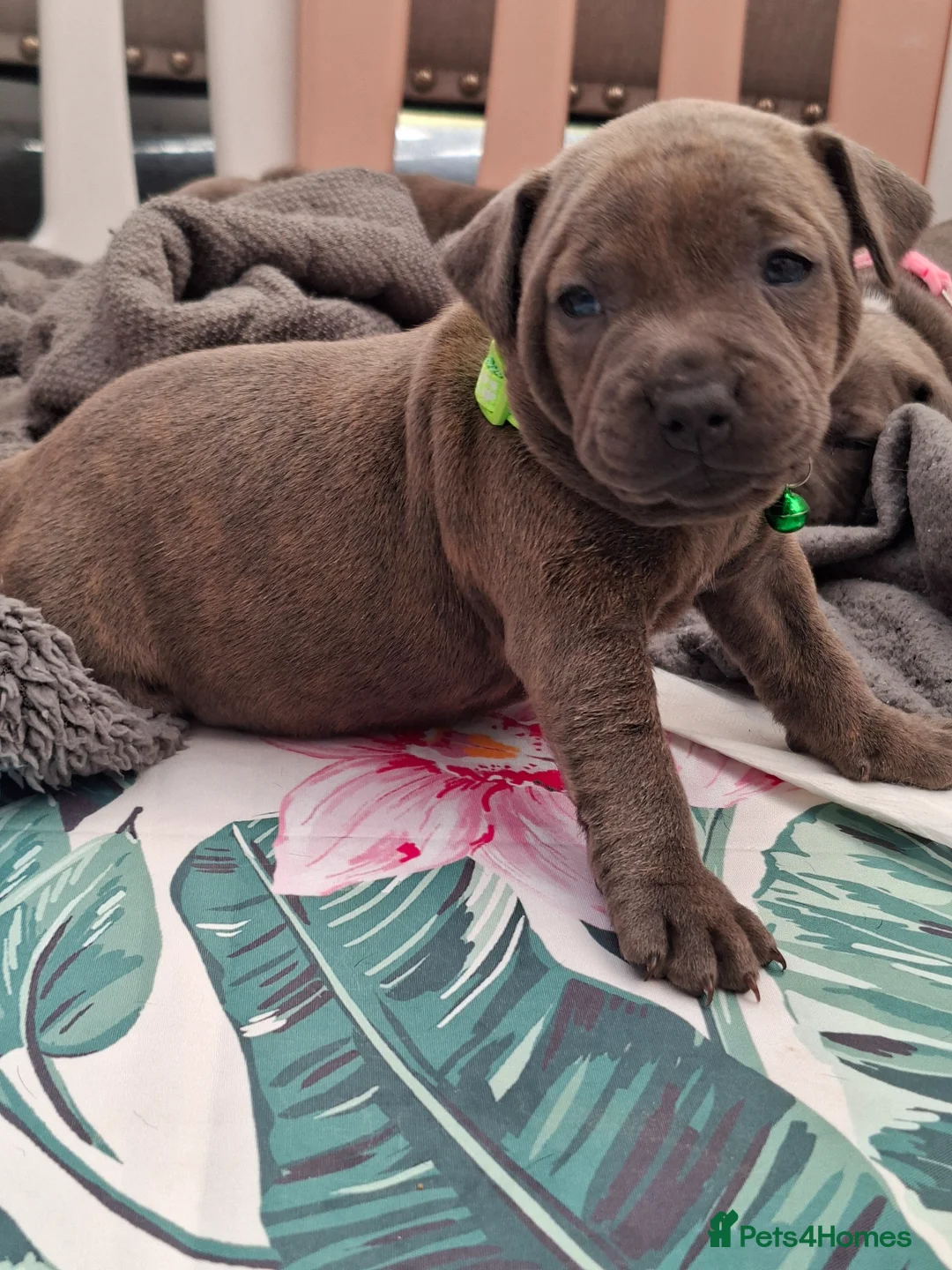 Staffordshire Bull Terrier dogs for sale: Beautiful Blue /Red Staffie  - Advert 1