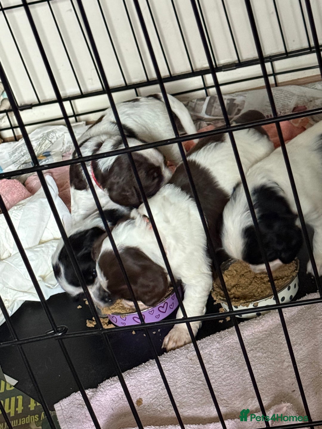 Sprocker dogs for sale: Sprocker puppies  - Advert 8