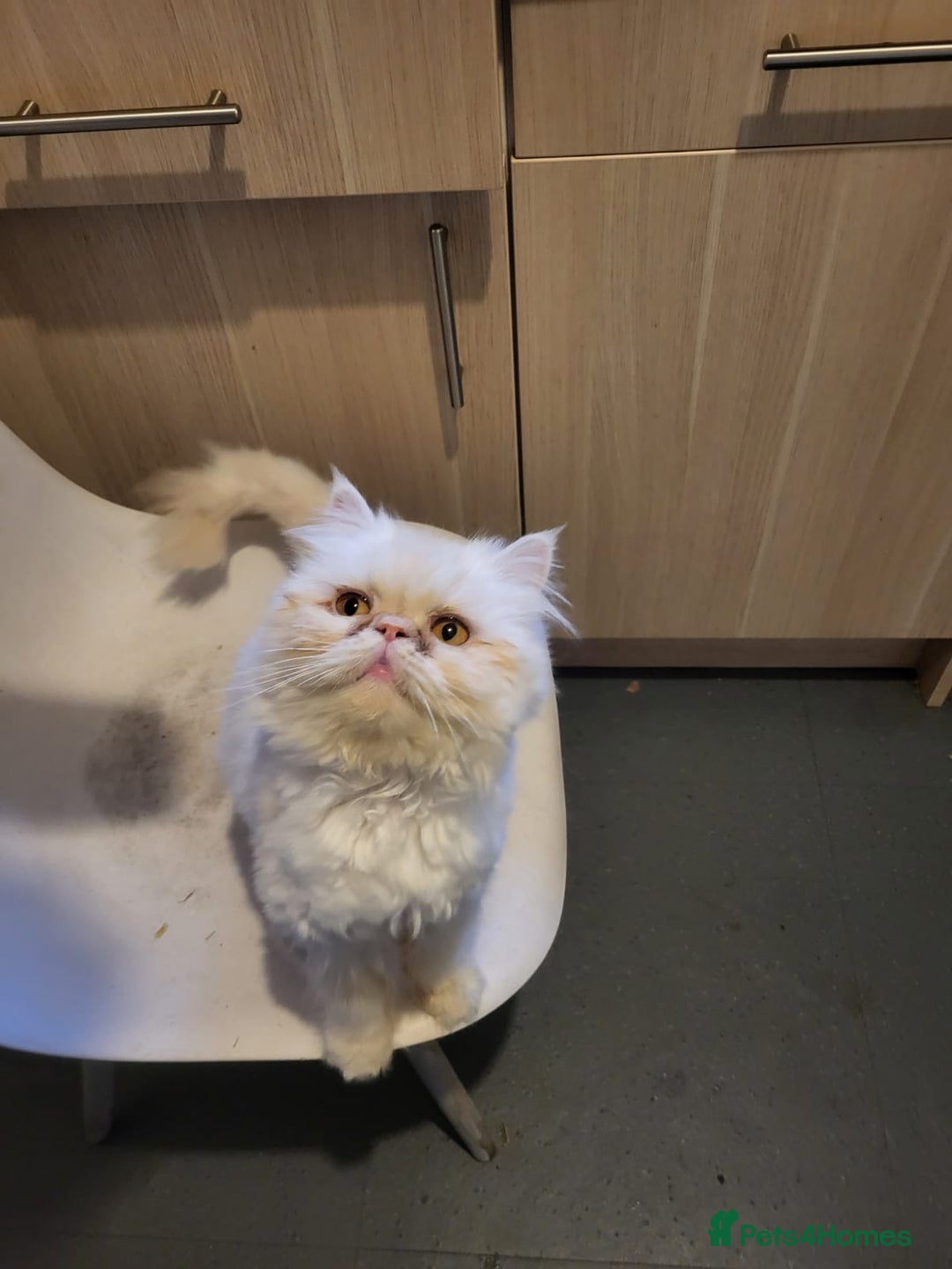 Persian cats for sale: A female Persian cat. - Advert 8