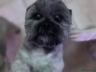 Lhasa Apso dogs Beautiful kc reg male - Advert 3