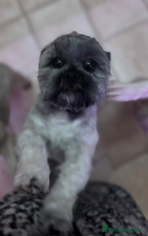 Lhasa Apso dogs Beautiful kc reg male - Advert 4