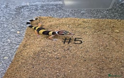Leopard Gecko reptiles for sale: Juvenile Leopard Geckos  - Image 5