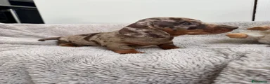 Miniature Dachshund 3