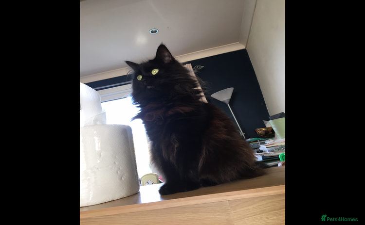 Maine Coon cats - Advert 3