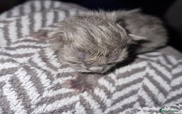 Persian cats for sale: Beautiful blue persian babies - Image 13