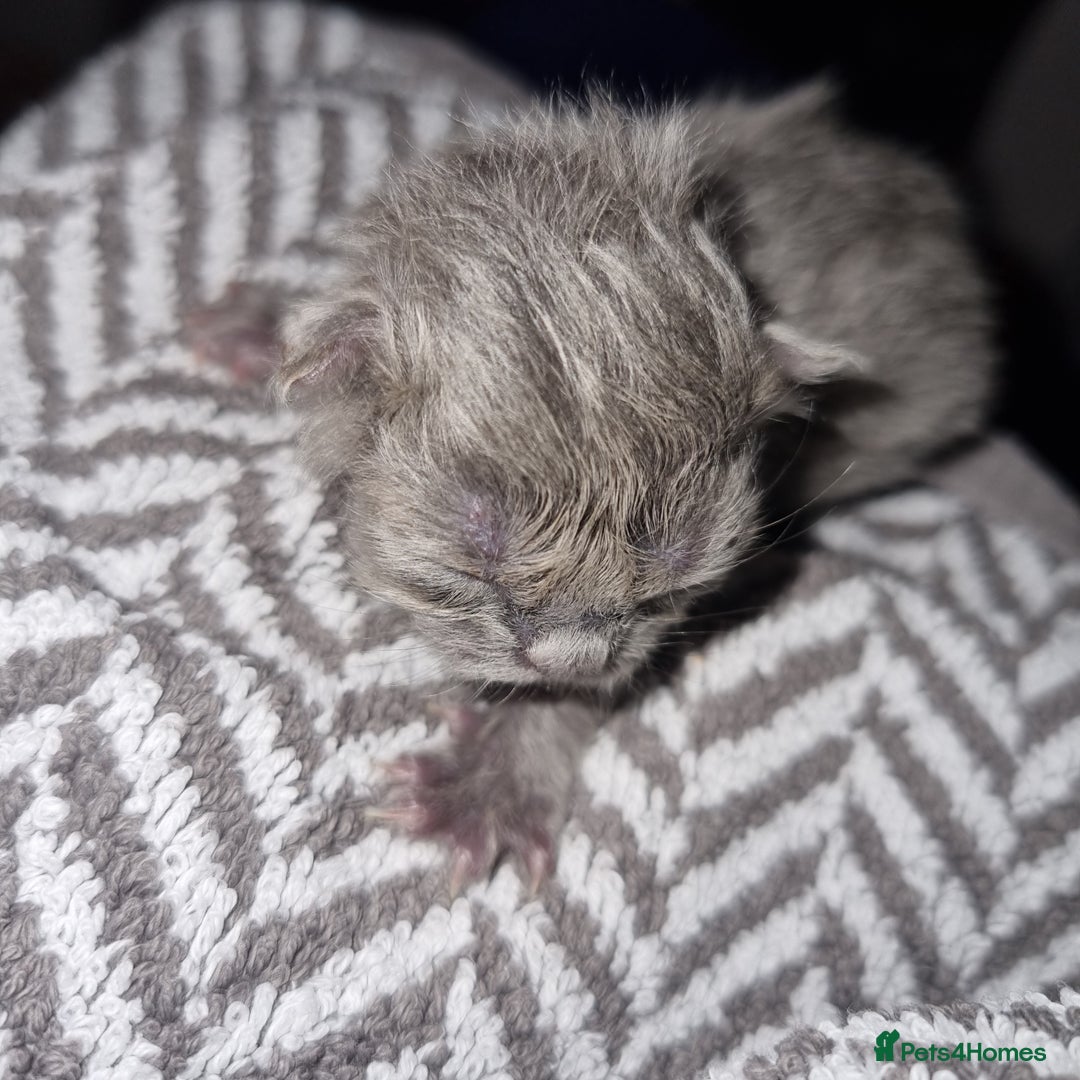 Persian cats for sale: Beautiful blue persian babies - Image 13