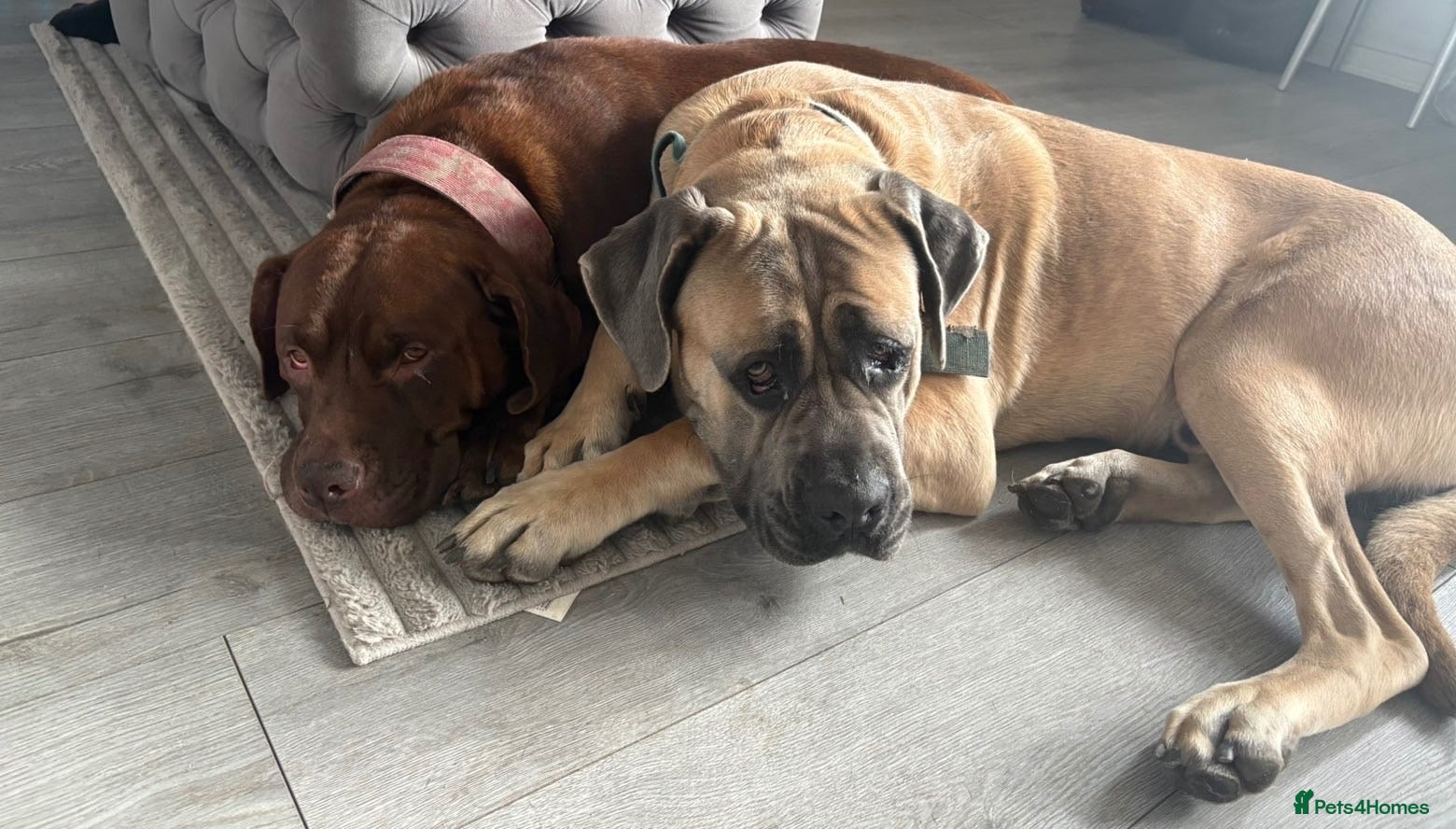 Mixed Breed dogs Cane corso X lab - Advert 5